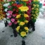 Flowers & Plants